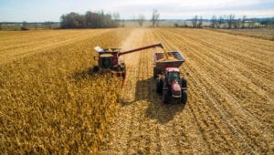 corn being harvested in field